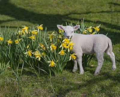 Lamb enjoying the sun in spring in a flowerfield Daffodils